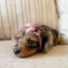 Bella - UNDER DISCOUNT