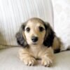 Maxie - UNDER DISCOUNT