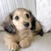 Maxie - UNDER DISCOUNT