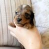 Bella - UNDER DISCOUNT