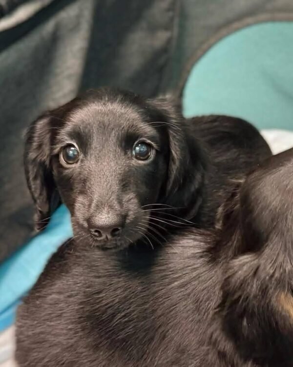 img_0941-2 Biscuit - UNDER DISCOUNT