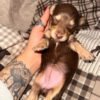 Reserve our Next Litter