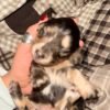 Reserve our Next Litter
