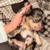 Reserve our Next Litter