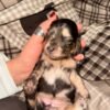 Reserve our Next Litter
