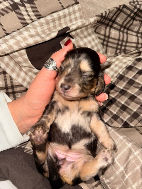 Reserve our Next Litter