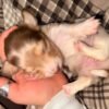 Reserve our Next Litter