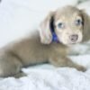 Moxie - UNDER DISCOUNT