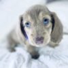 Moxie - UNDER DISCOUNT