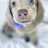 Moxie - UNDER DISCOUNT