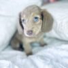 Moxie - UNDER DISCOUNT