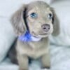 Moxie - UNDER DISCOUNT